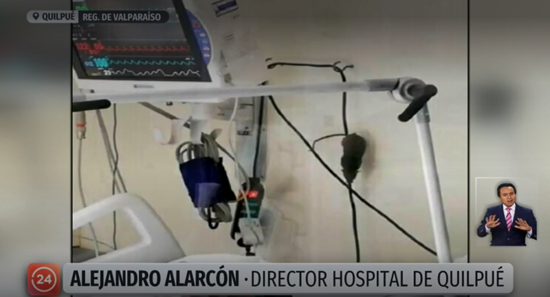 raton en hospital de quilpue