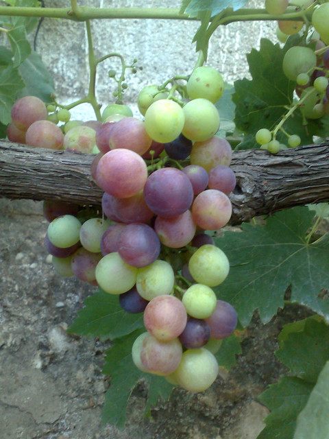 Alimentos para caída de pelo