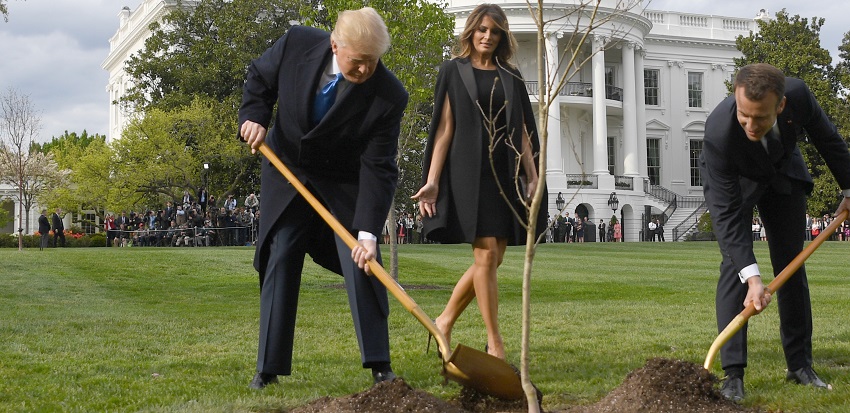 No sobrevivió: muere el 'árbol de la amistad' plantado por Trump y Macron en la Casa Blanca