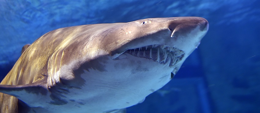 Tiburón destrozó las piernas de joven defensora de la vida marina: pudo sobrevivir gracias a su papá