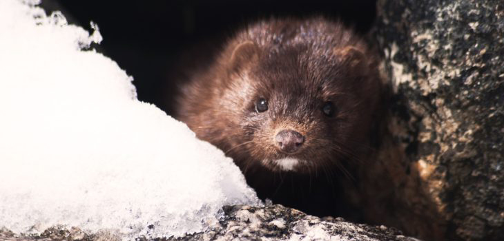 Programa de Control Comunitario:  A 4 mil visones se les ha practicado eutanasia