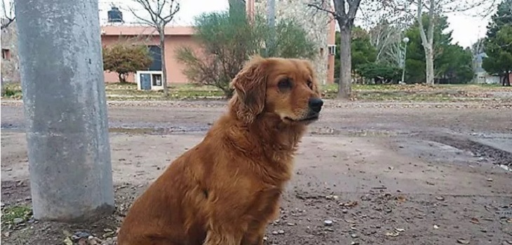 Sheila, la fiel perrita que espera la libertad de su amo hace más de un año fuera de la comisaría