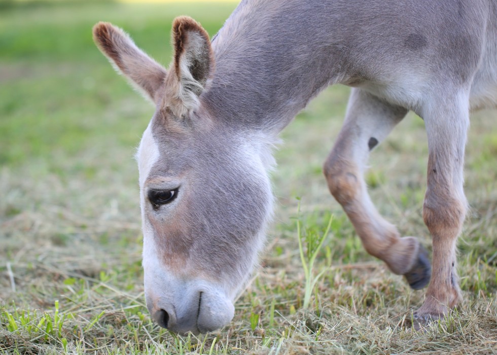 Indignación por maltrato animal: burro se desplomó en cerro de Valparaíso por llevar exceso de carga