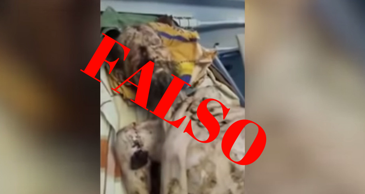 Historia de ruso que habría sobrevivido a 'secuestro' de oso era una fake news: la verdad del engaño