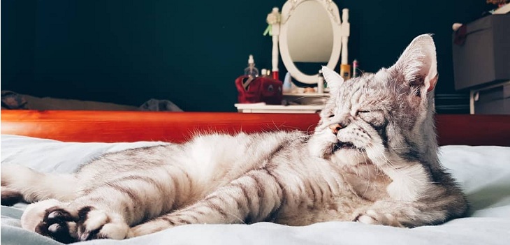 Toby, el tierno gato adoptado que sufre de un raro síndrome a la piel que lo hace parecer 