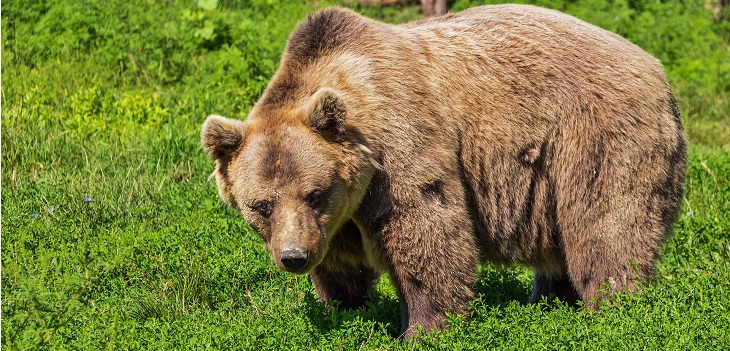 Hombre sufrió brutal ataque de oso en Rusia: sobrevivió malherido un mes a la espera de ser devorado