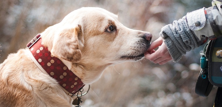 Colegio Médico Veterinario anuncia medidas para ayudar ante emergencia de COVID-19