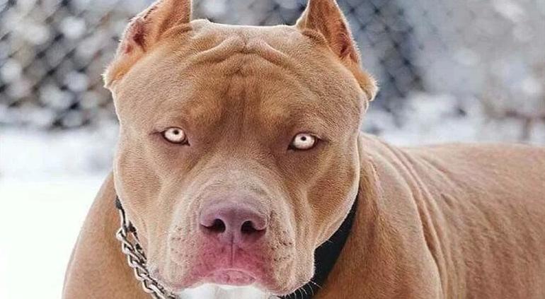 Ladrón atacado por dos perros pitbull se transformó en la 'víctima': ahora la dueña enfrenta cargos