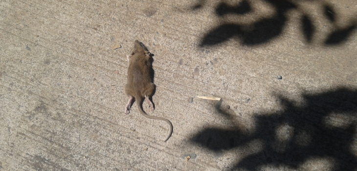 Preocupación en Puerto Montt: jardín infantil estuvo una semana cerrado por presencia de ratones