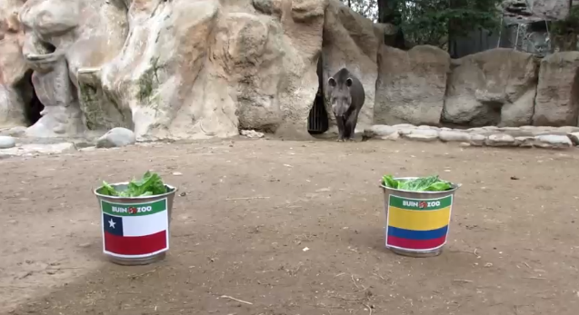 El tapir tienen un veredicto: 'Manolo' lanzó su predicción para el duelo de Chile con Colombia
