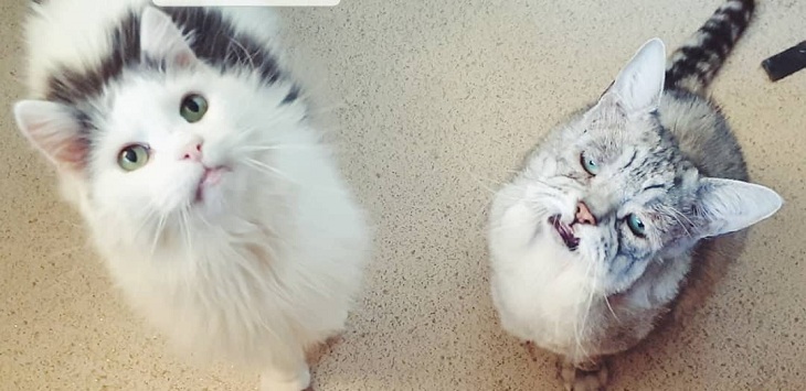 toby y quinton fueron adopotados hace siete meses