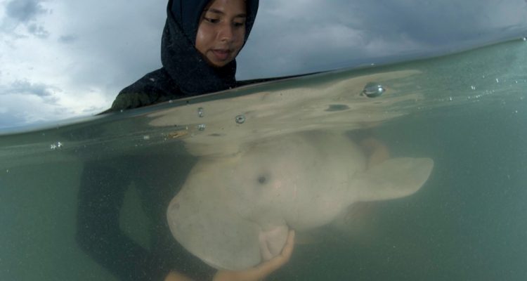 Hallan a bebé dugongo varado en playa de Tailandia: fotografías enternecen al mundo