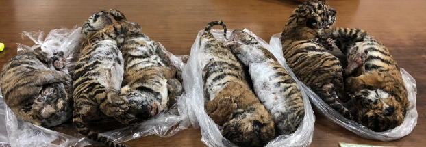 Hallan siete tigres congelados al interior de un automóvil de un traficante de animales en Vietnam