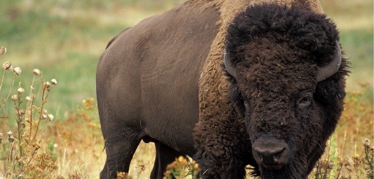 Impactante registro muestra ataque de bisonte a niña de 9 años en parque de EEUU: nadie la socorrió