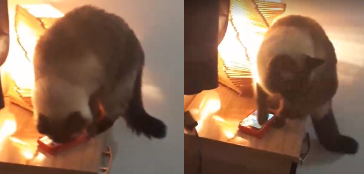 Joven brasileña descubrió por qué llegaba tarde a su trabajo: grabó a su gato apagando la alarma