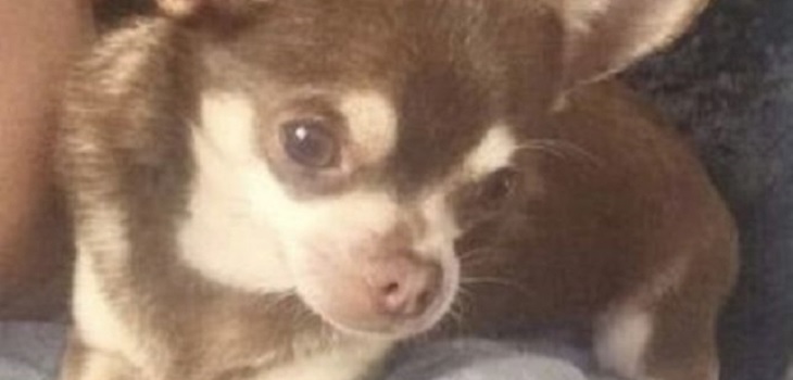 Perro chihuahua fue 'secuestrado' por una gaviota en Inglaterra: su dueña lo busca desesperadamente