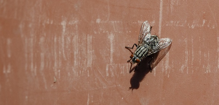 Captan a mosca 'zombie' jugando con su propia cabeza: terrorífico momento es viral