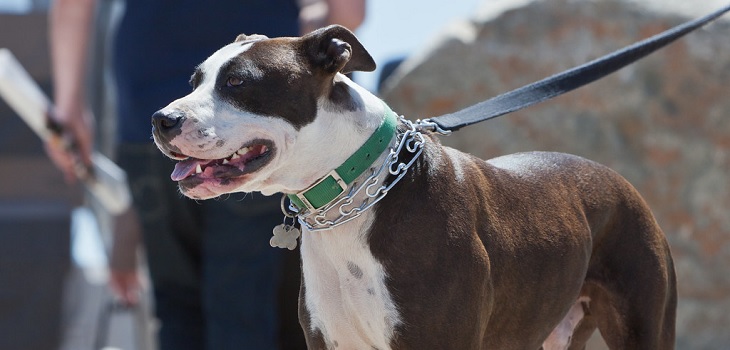 Dos pitbull desataron masacre tras escapar de sus jaulas en refugio de EEUU: mataron a 29 gatos
