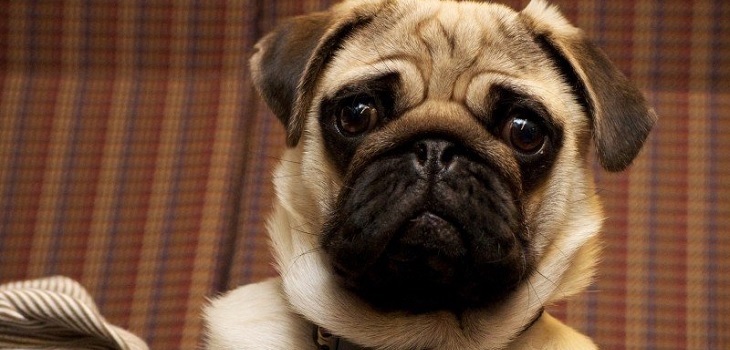 Dueños obligaron a su perro a beber alcohol y oler marihuana en La Florida: ahora sufre abstinencia