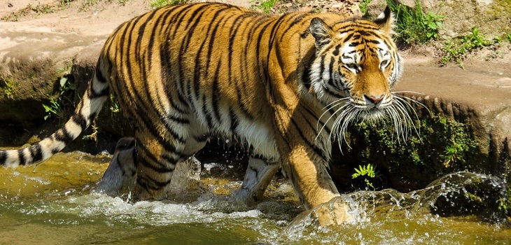 Tigre buscó refugio en una vivienda para huir de inundaciones en India: hasta descansó en una cama
