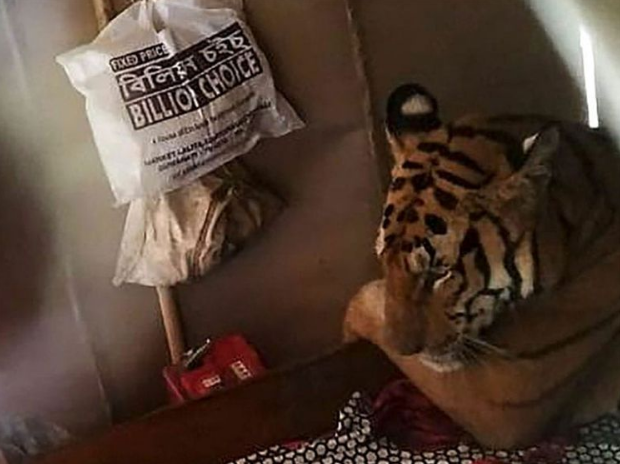 Tigre buscó refugio en vivienda debido a las inundaciones que afectan su hábitat en la India
