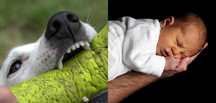 Trágica muerte de recién nacida: fue mordida en la cabeza por perro que era la mascota familar