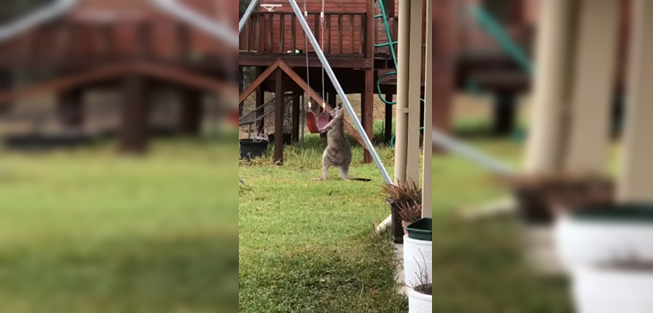 Canguro jugando con un columpio es el viral más tierno que verás en redes sociales
