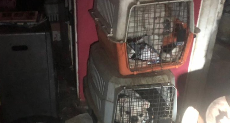 Maltrato animal: descubren criadero ilegal con más de cien perros y gatos hacinados en Providencia