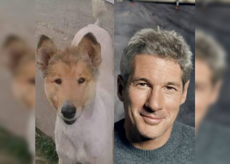 Sí, esta imagen es viral: perro que se parece a Richard Gere es furor en redes sociales