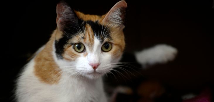 ¿Amante de los gatos? La ciencia explica cuál es la forma correcta de acariciarlos