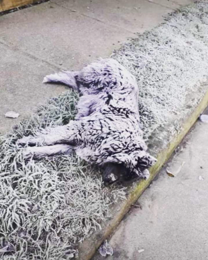 La triste imagen que dejó los -5,8 grados en Osorno: perro murió y quedó cubierto de escarcha