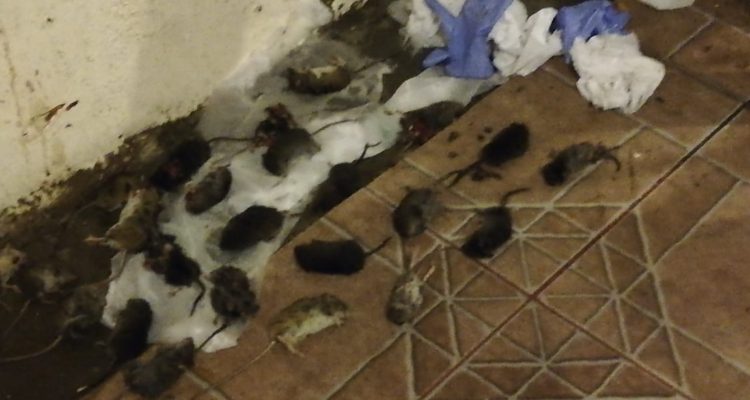 La insalubre condición en que trabajan funcionarios de paso Cardenal Samoré: hay plaga de ratones