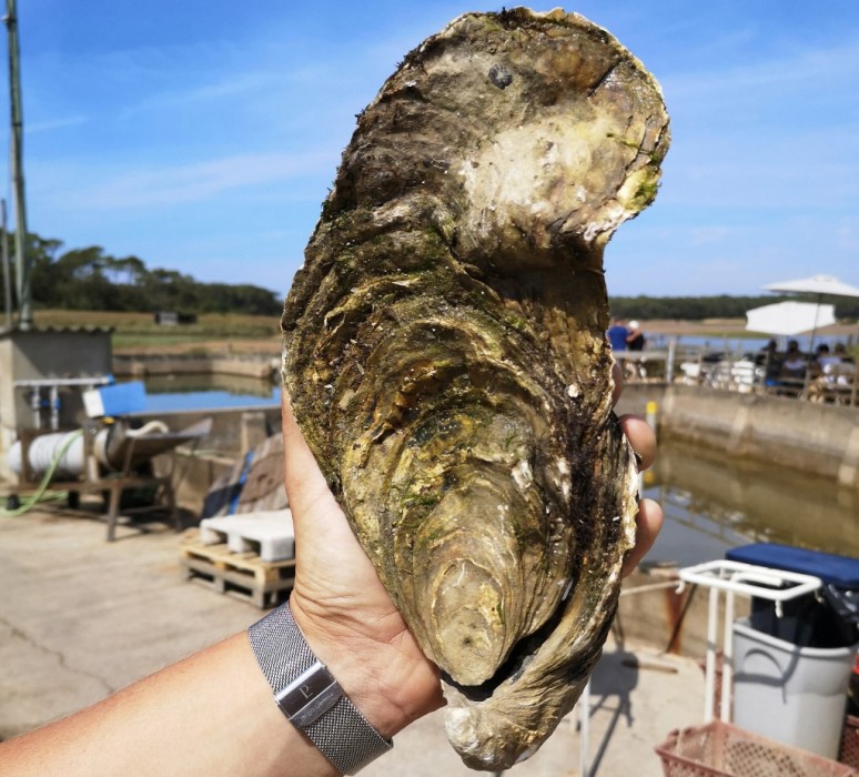 Inesperado: hombre encontró una ostra gigante de 1,4 kilos en la costa atlántica de Francia