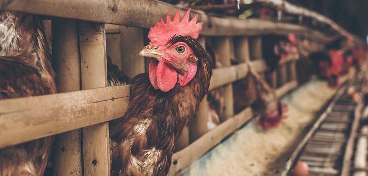 Hombre es detenido por estafar con venta de gallinas por Internet: ganó más de $38 millones