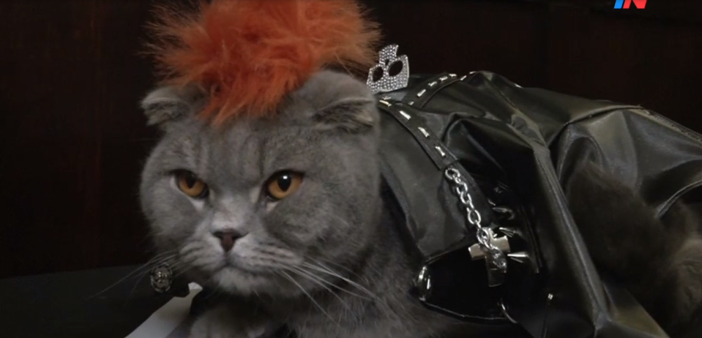 Los “mewdels” se lucieron en Nueva York: el desfile de moda de los gatos más elegantes de la ciudad