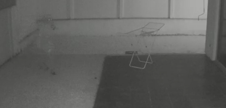 Revelan imágenes de robo a médico que recibió 9 puñaladas en Temuco: 