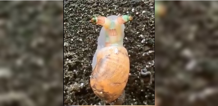 Viralizan perturbador video de “caracol zombie”: parásito lo obliga a suicidarse