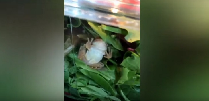 La desagradable sorpresa que se llevó una familia al comprar una ensalada: había una rana viva