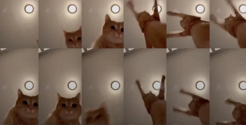 Gato de TikTok causa sensación en redes por 