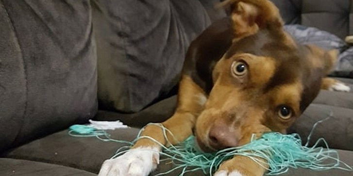 Perrita se vuelve viral tras usar dentadura postiza de abuela: no la quería devolver