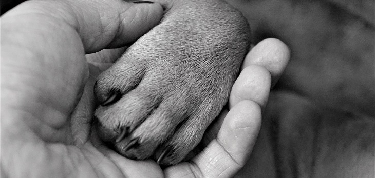 Perro fue operado de urgencia por intoxicación: se comió 38 patos de goma