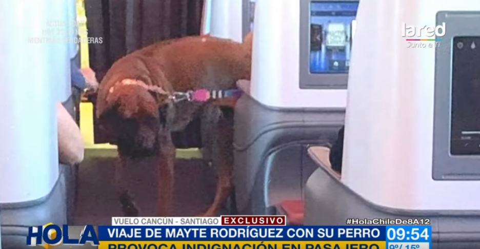 Denuncian a Mayte Rodríguez por viajar con su perrita en cabina de avión