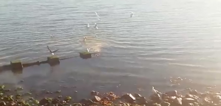 Abrieron nueva investigación contra Essal en Chiloé por vertimiento de aguas servidas en Ancud