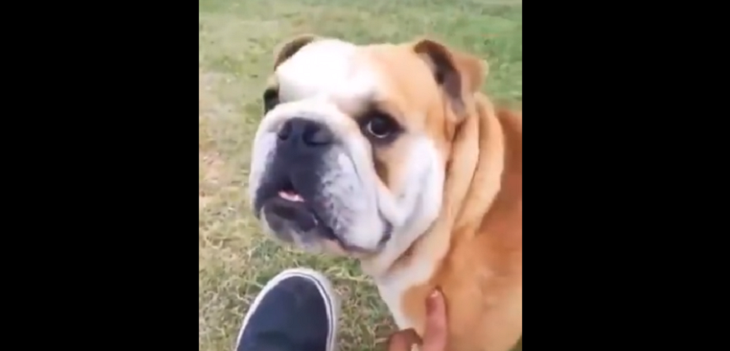 La divertida reacción de un perrito cuando su amo le dijo 