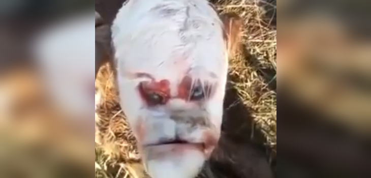 Ternero que nació con “rostro humano” asombra en Argentina: sufrió extraña mutación