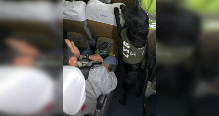 'Delhi' se lució: can detectora de drogas intercepta más 25 mil dosis de cocaína en Iquique