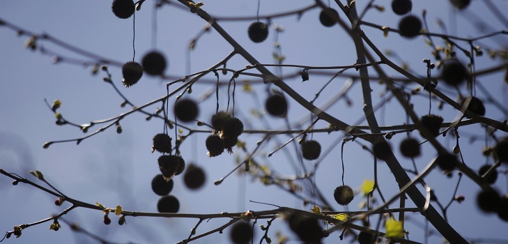 alergias primaverales en santiago