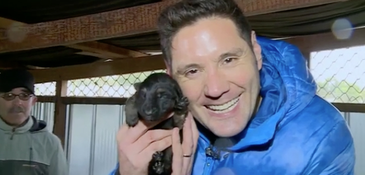 Lugares que Hablan mostró hermosa labor de pareja chilota: rescatan perritos para que cuiden ovejas