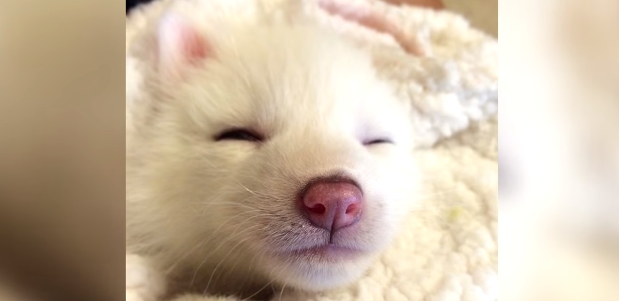 Mujer se llevó gran sorpresa al descubrir por qué su “perro” no ladraba: se trataba de otro animal