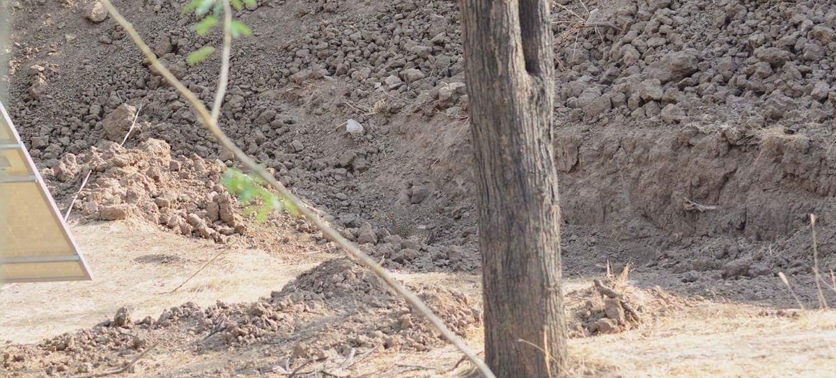 ¿Dónde está el leopardo? El nuevo reto viral que a más de uno le costará resolver